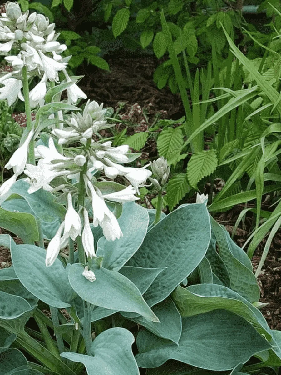 Хоста Big Mama Хоста Big Mama