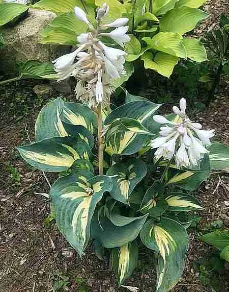 Хоста Beach Boy Хоста Beach Boy