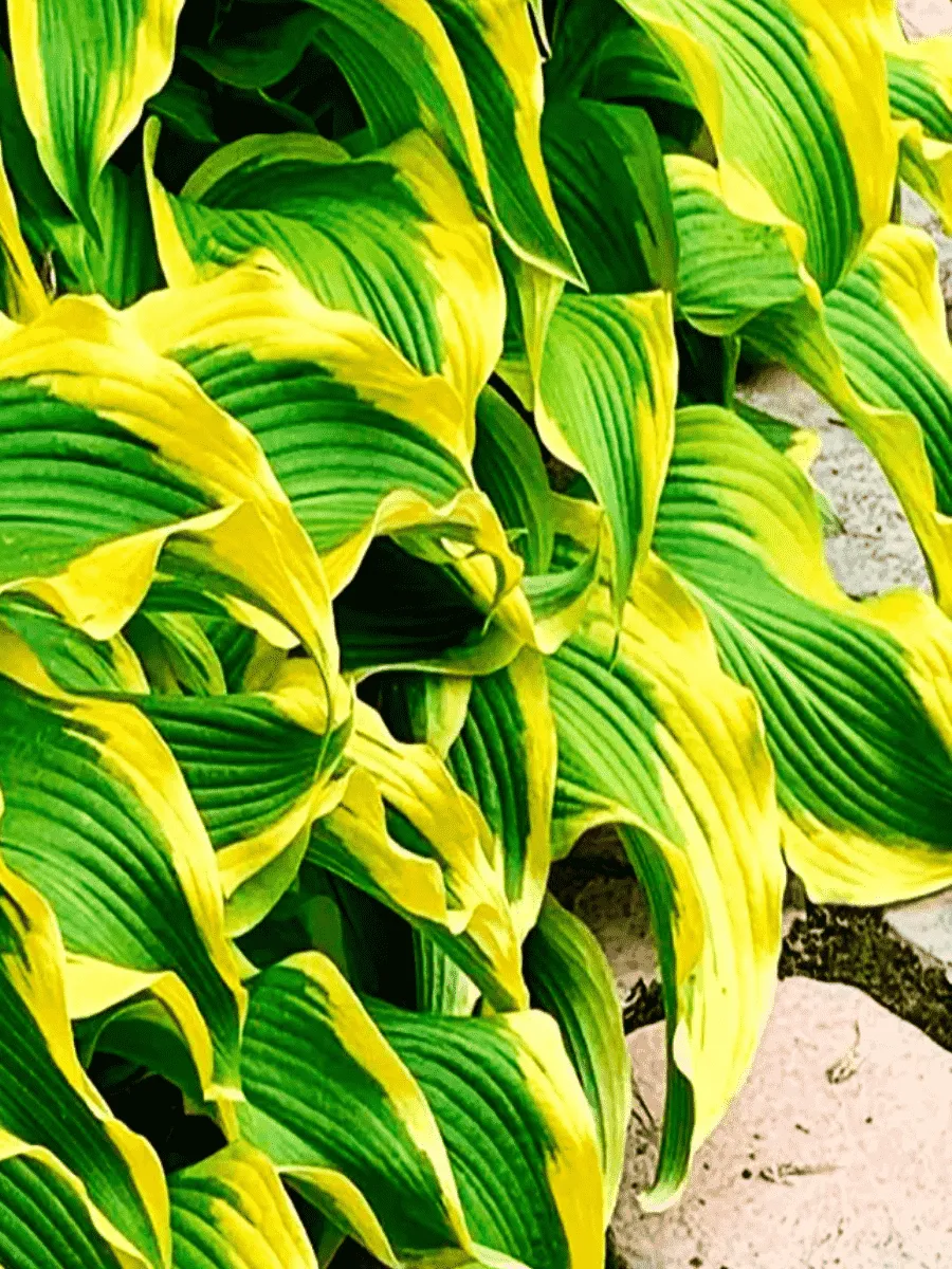 Хоста Atlantis Хоста Atlantis