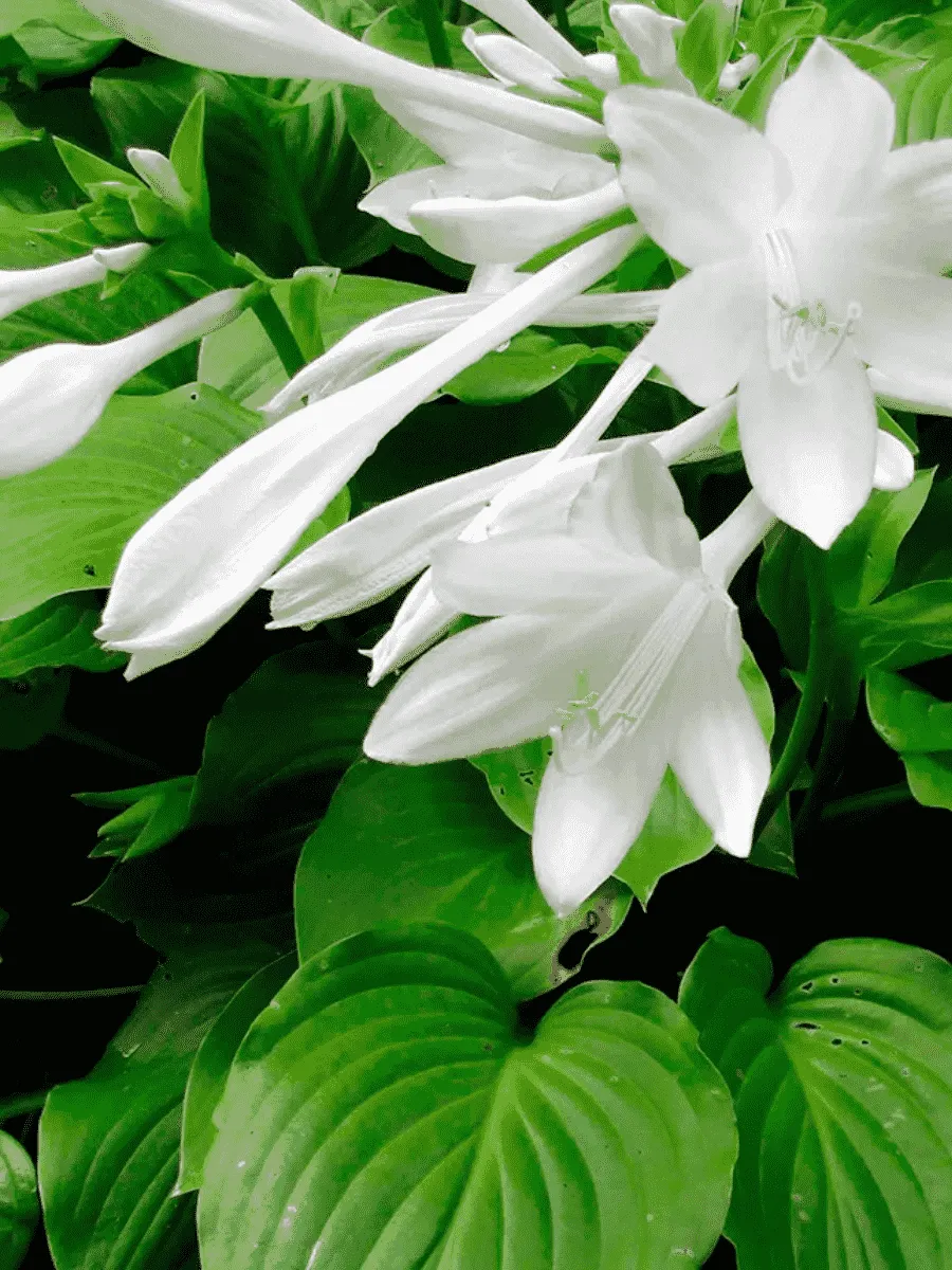 Хоста Aphrodite Хоста Aphrodite