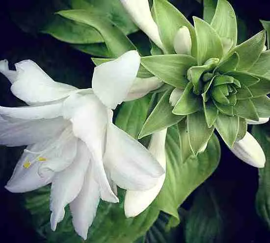 Хоста Aphrodite Хоста Aphrodite