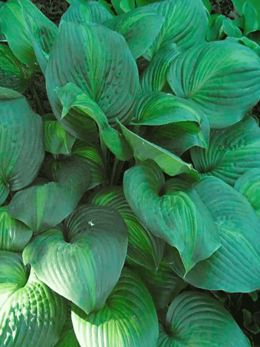 Хоста Avocado Хоста Avocado