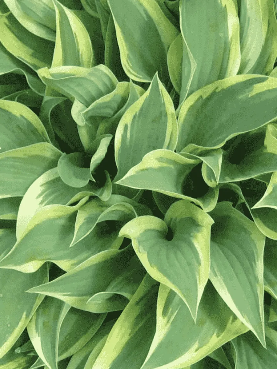 Хоста Bobcat Хоста Bobcat