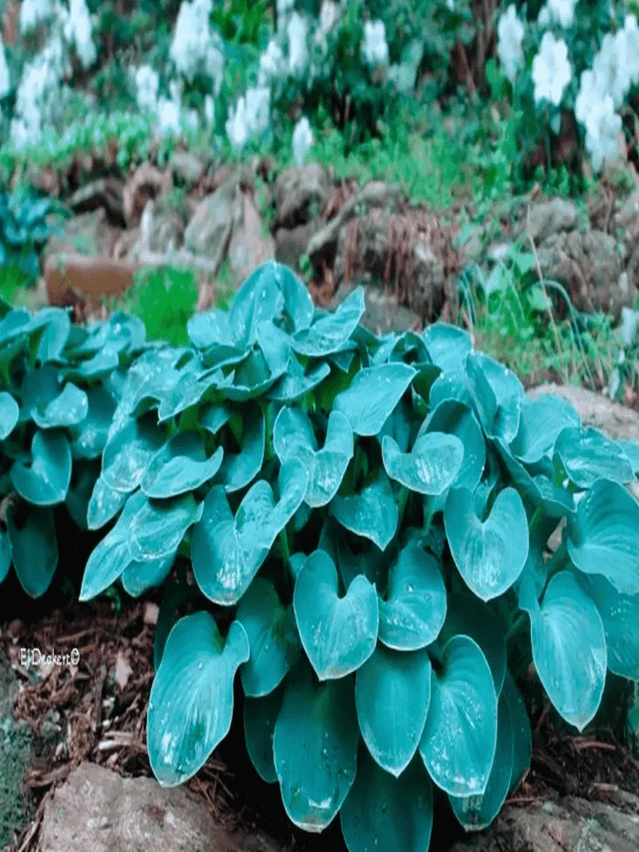 Хоста Blue Mouse Ears Хоста Blue Mouse Ears