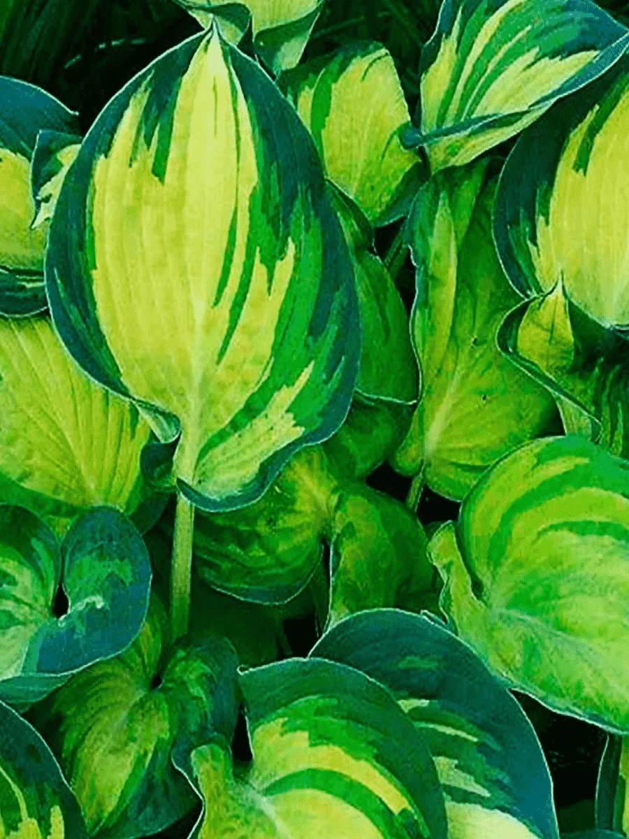 Хоста Beach Boy Хоста Beach Boy