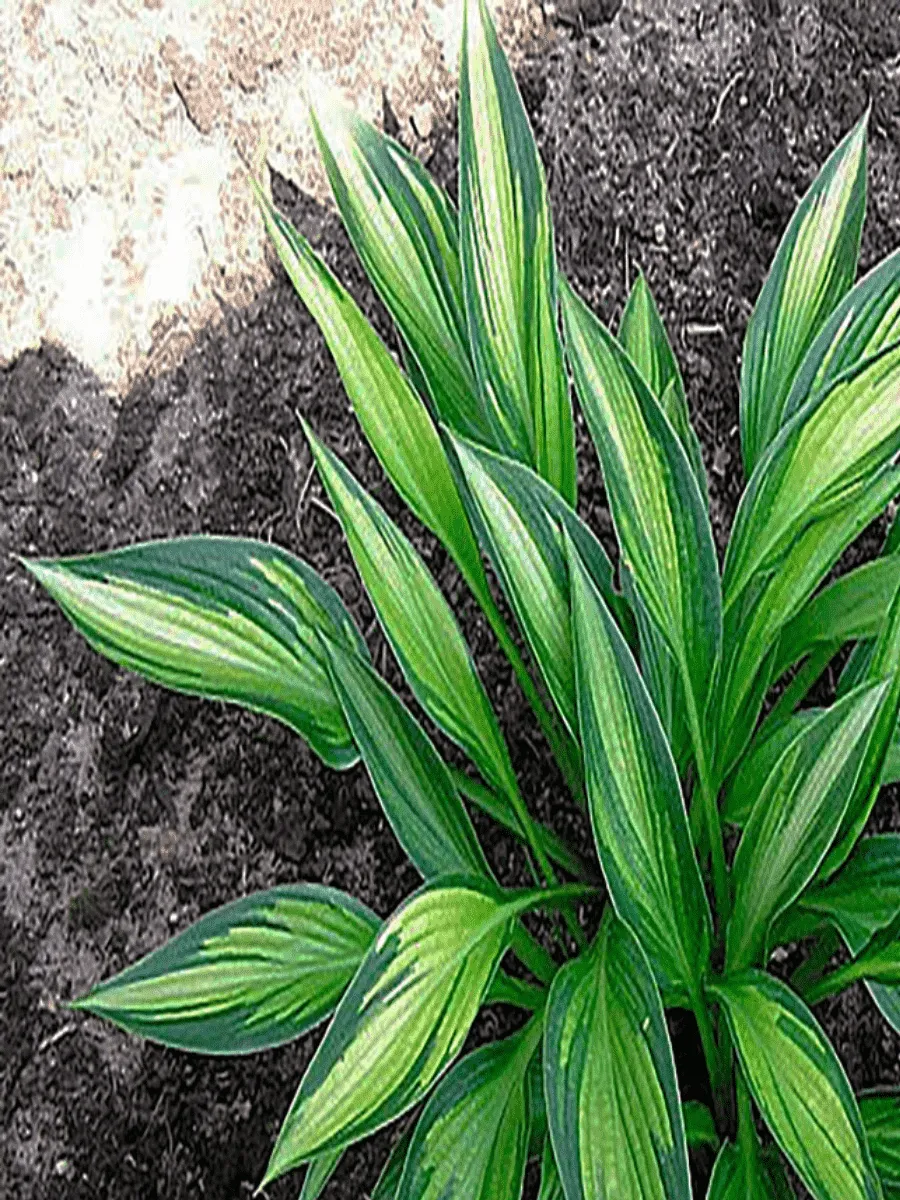 Хоста Ayesha Хоста Ayesha