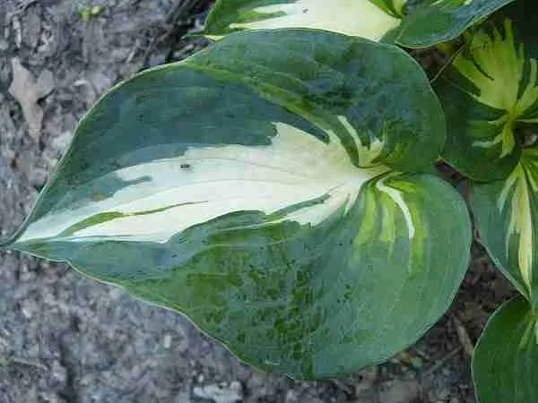 Хоста Beach Boy Хоста Beach Boy