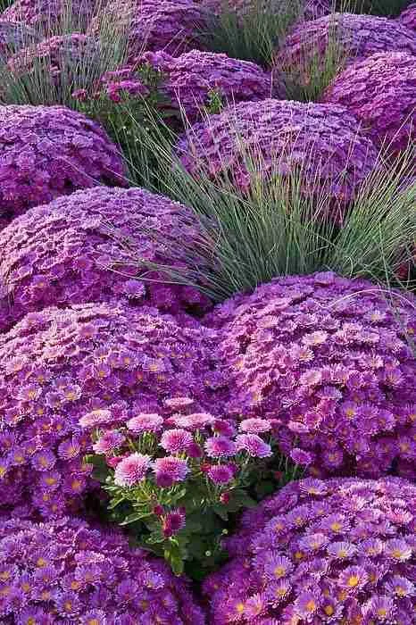 Долгоцветущие Долгоцветущие