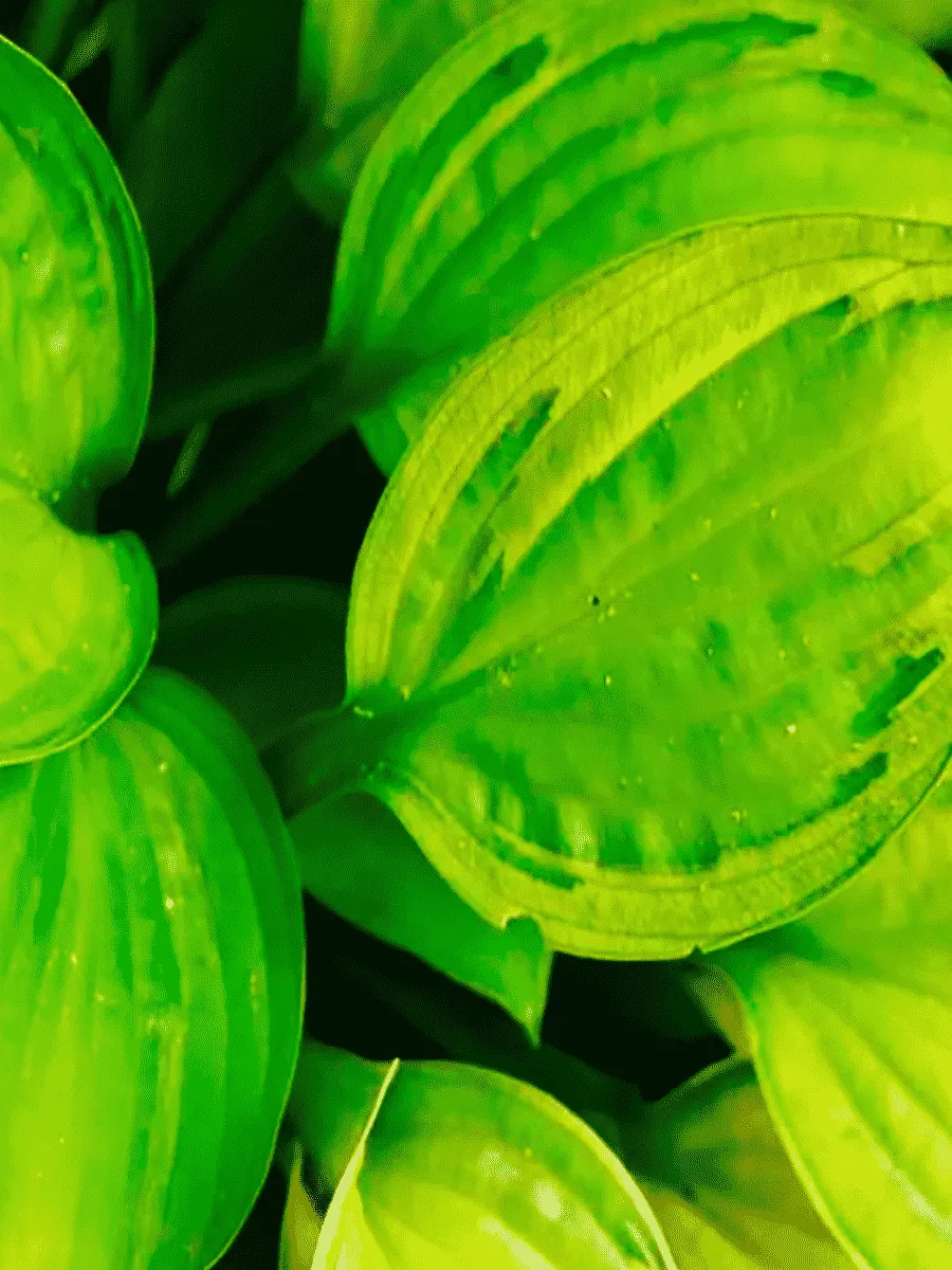 Хоста Capitan's Adventure Хоста Capitan's Adventure