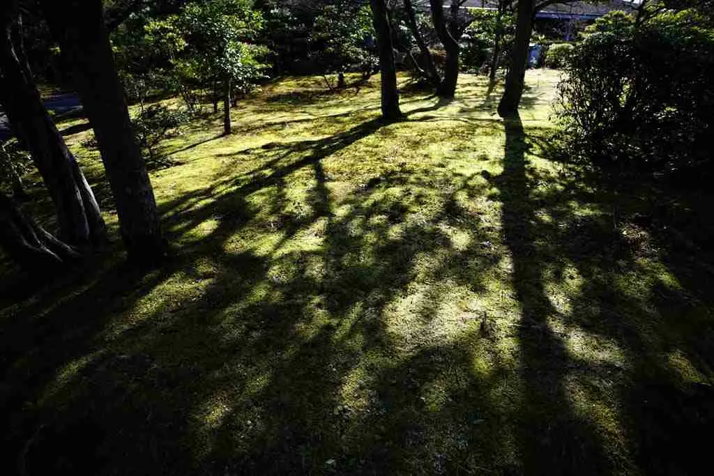 Лучшие теневые растения Лучшие теневые растения