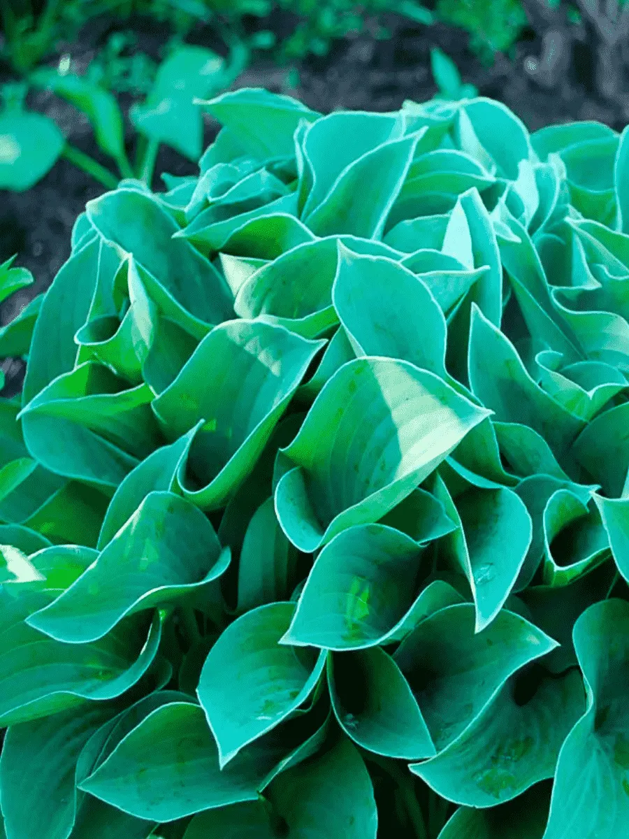 Хоста Blue Cadet Хоста Blue Cadet