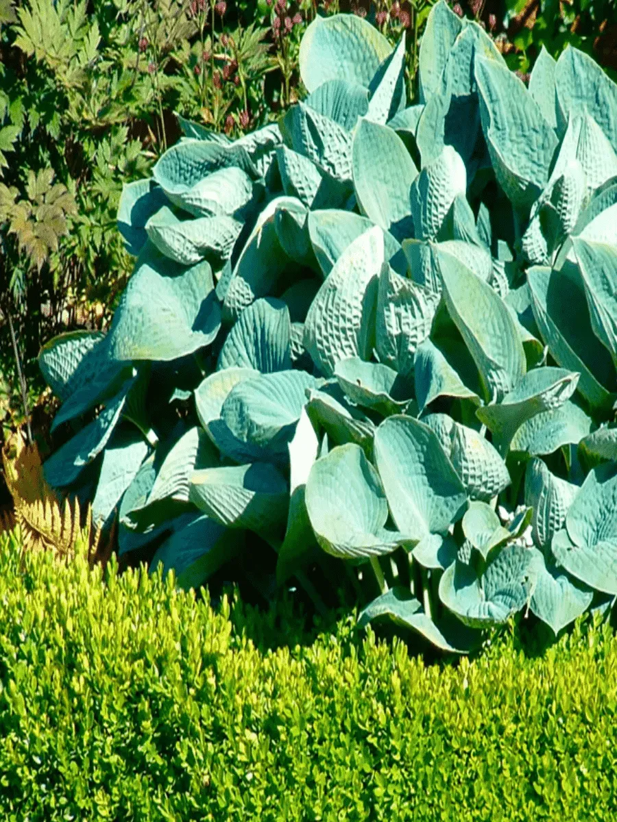 Хоста Big Daddy Хоста Big Daddy