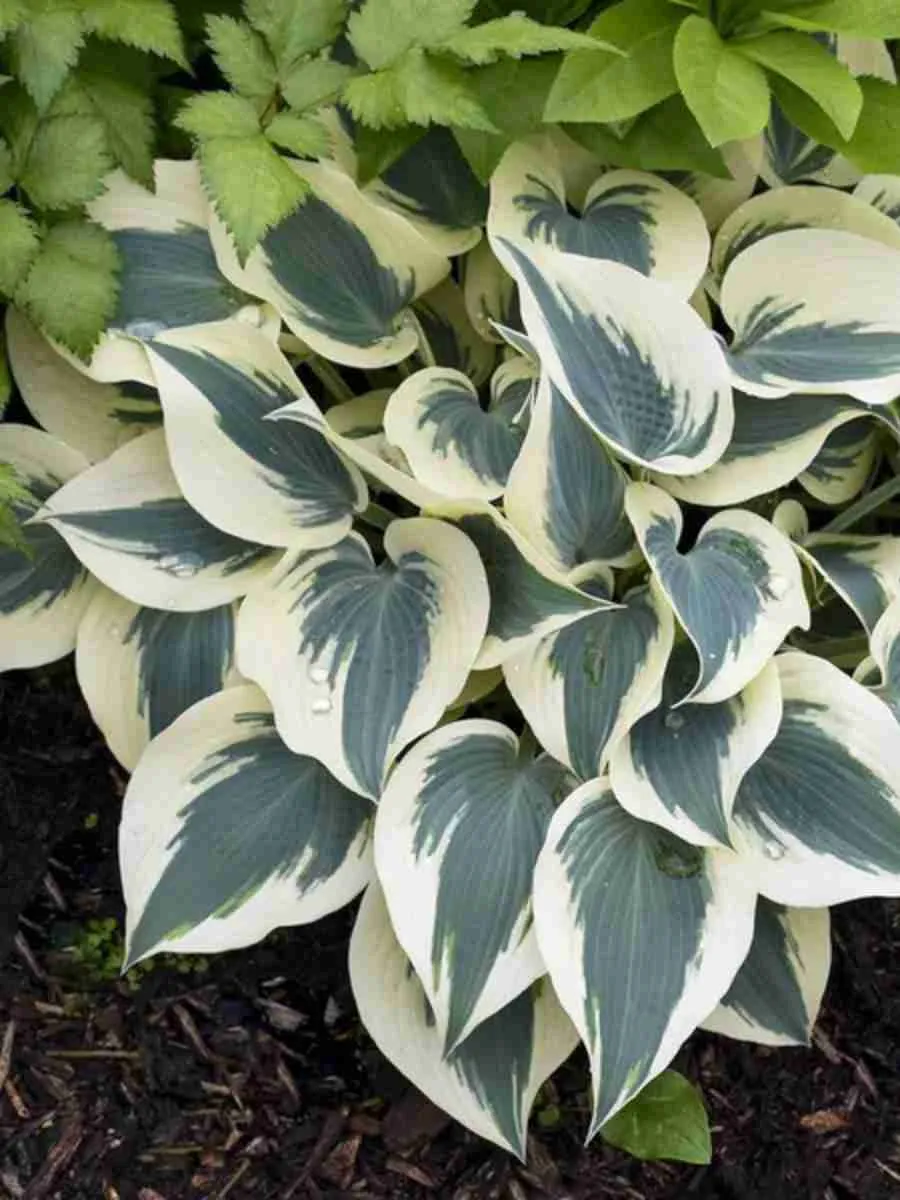 Хоста Blue Ivory Хоста Blue Ivory