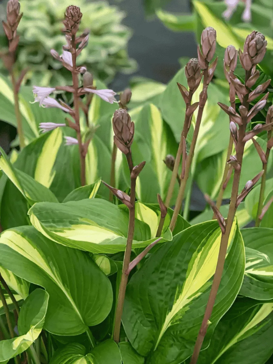 Хоста Broad Street Хоста Broad Street