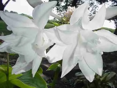 Хоста Aphrodite Хоста Aphrodite