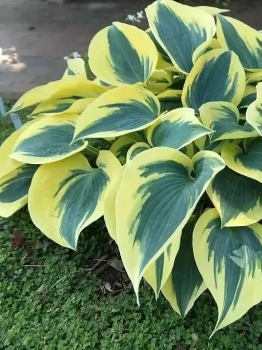 Хоста Autumn Frost Хоста Autumn Frost