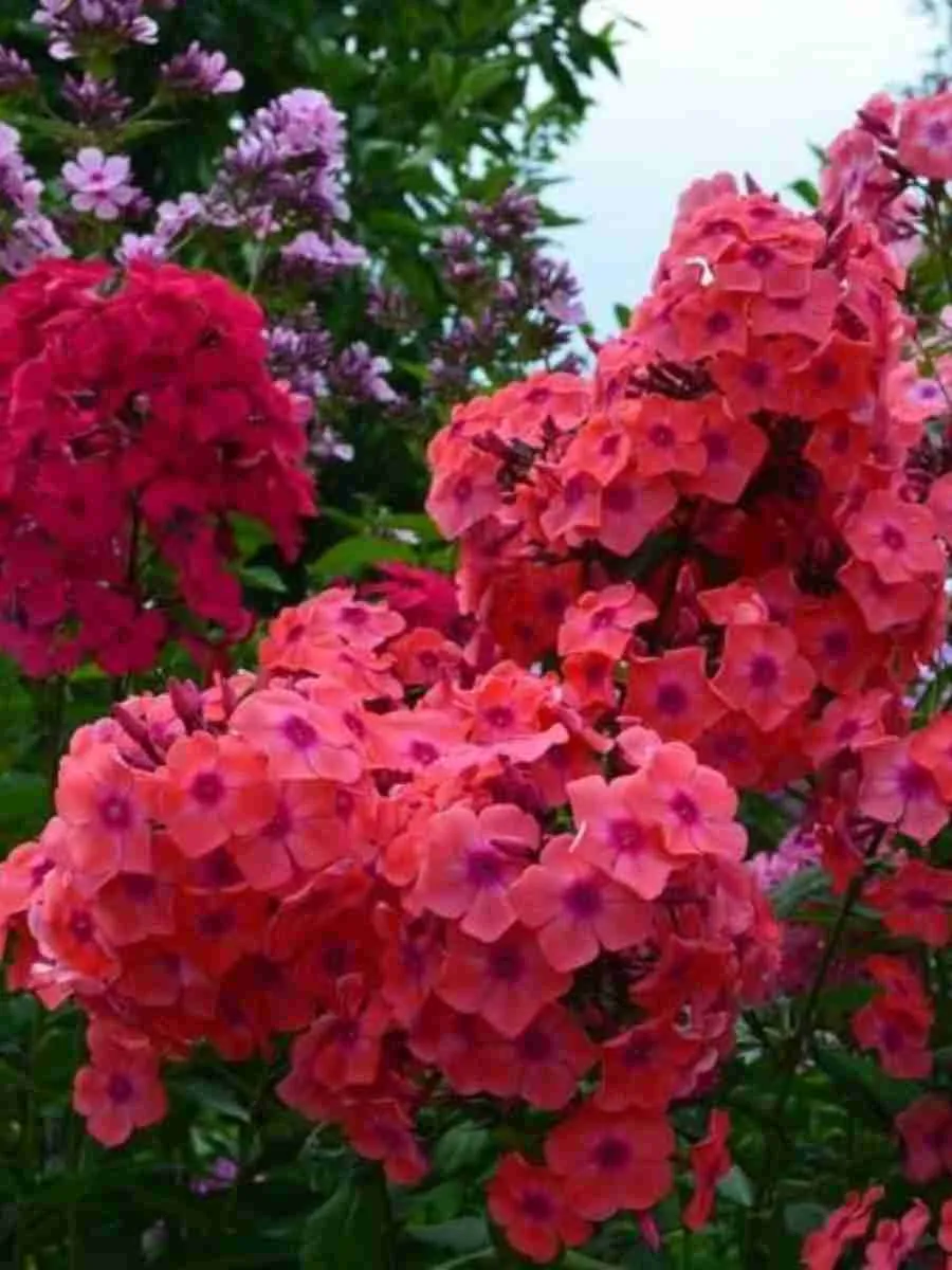 Флокс метельчатый Горислав Флокс метельчатый Горислав